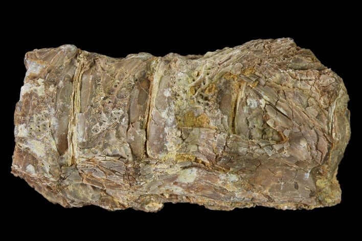Fossil Fish (Ichthyodectes) Vertebrae - Kansas #136468